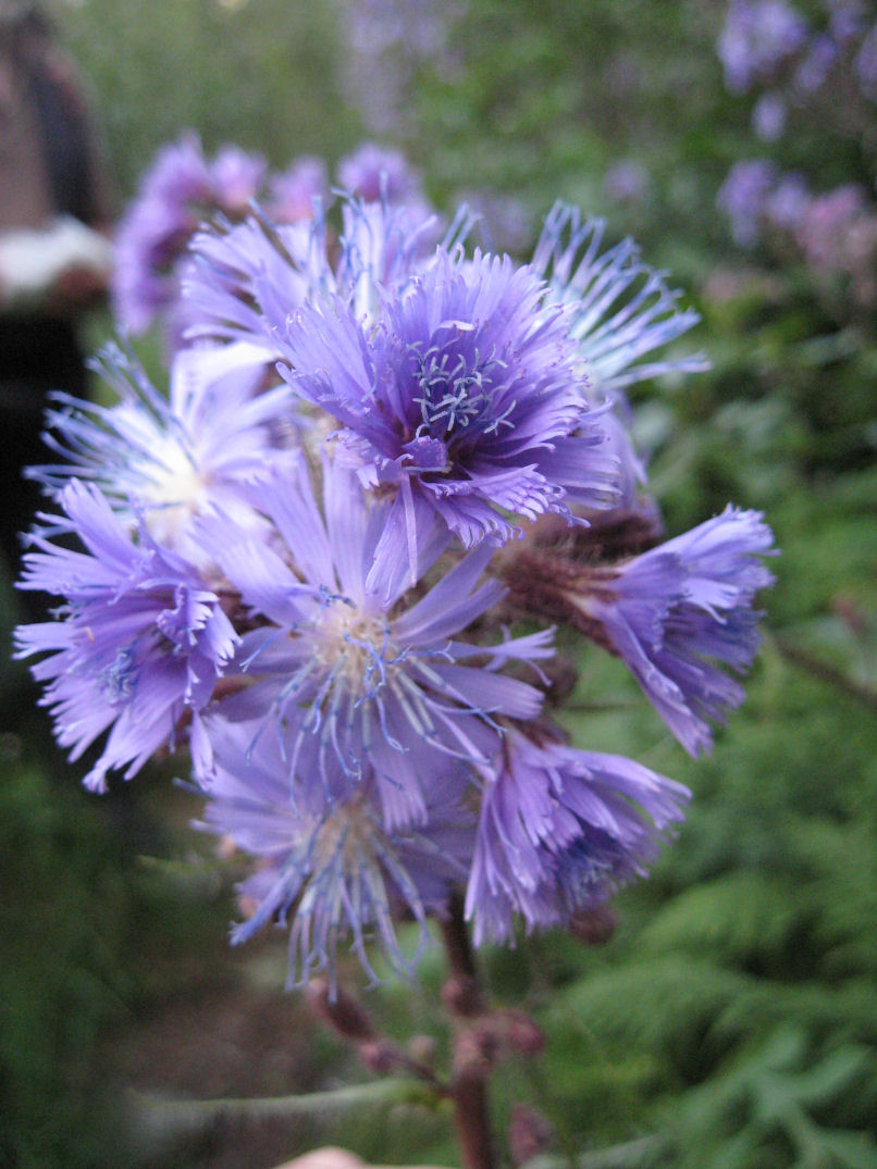 Fiori delle Orobie Valtellinesi